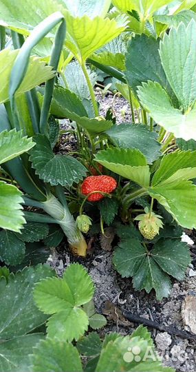Клубника ремонтантная