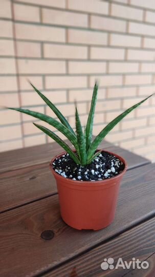 Сансевиерия