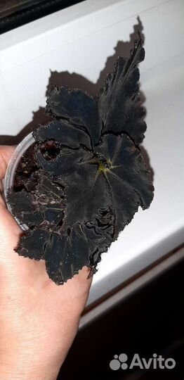 Бегонии тигровая, черная мамба