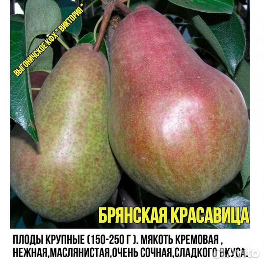 Саженцы, Плодова- ягодные и декоративные культуры