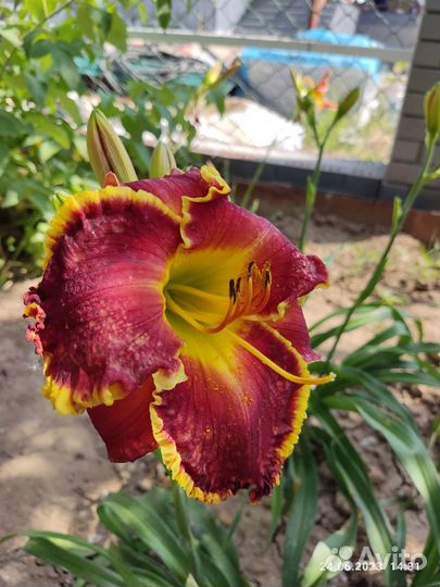 Лилейник open season