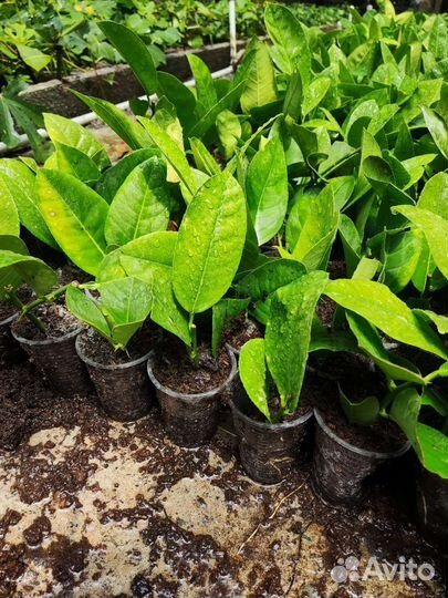 Саженцы лимонов