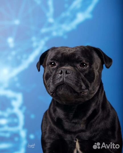 Стаффордширский бультерьер щенок