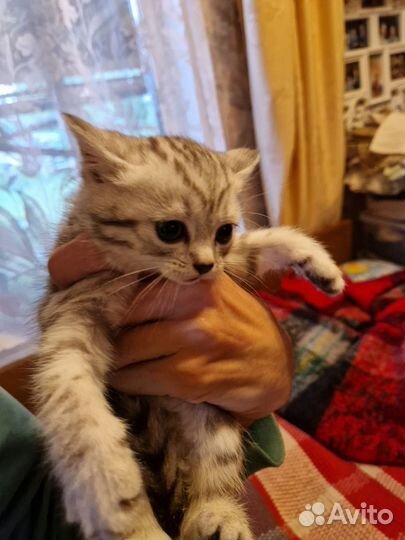 Котята 2 месяца