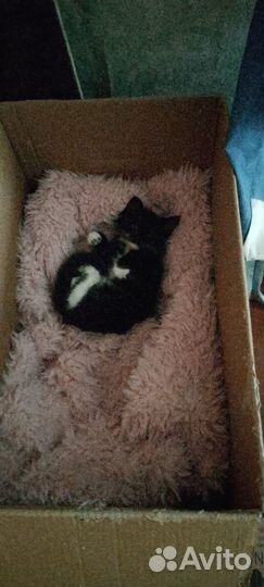 Отдадим котят. 3 девочки и 2 мальчика