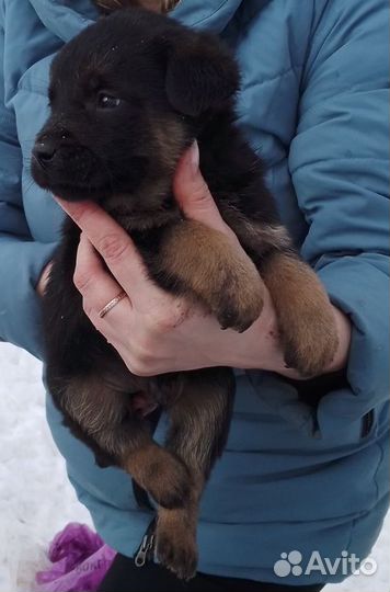 Помесь овчарки И дворняги