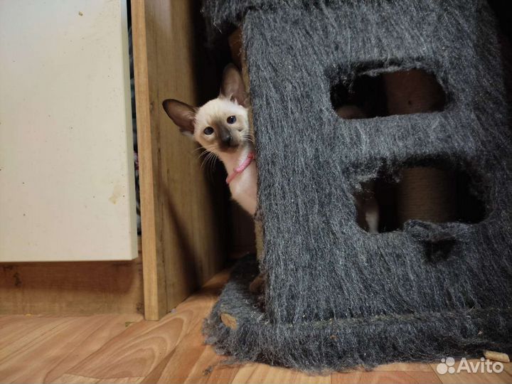 Ориентальные котята