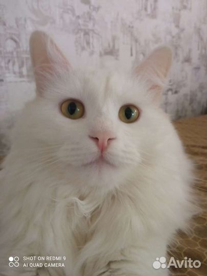Случка кошки
