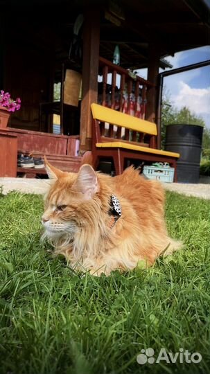 GPS для животных