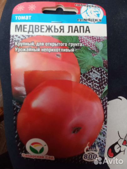 Рассада огурцов, помидоров