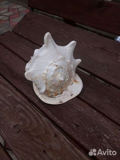 Морские ракушки