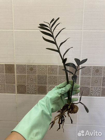 Замиокулькас черный равен в горшке