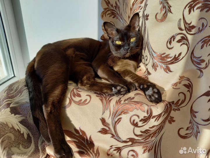 Вязка бурманский кот