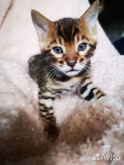 Бенгальские котята