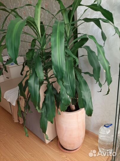 Пальма драцена