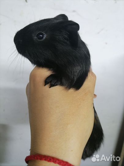 Морская свинка