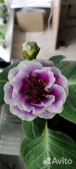 Глоксиния ен - Бимбо