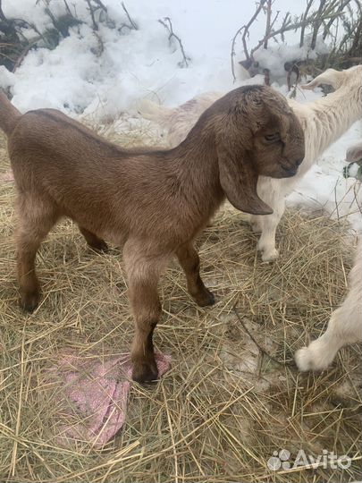 Нубийская козочка козлята