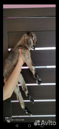 Нубийский козлик