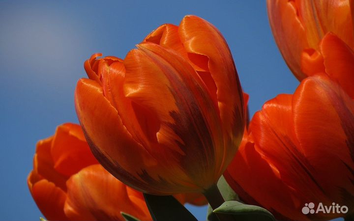 Луковицы тюльпана Orange Sherpa