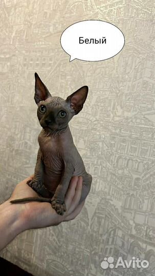 Донской сфинкс