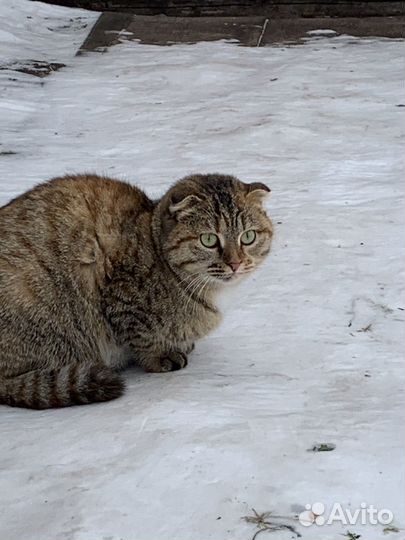 Кошки в добрые руки