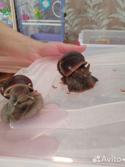 Улитки Ахатины