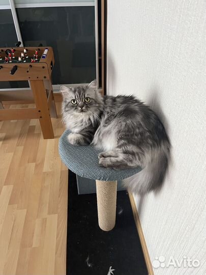 Шотландская кошка