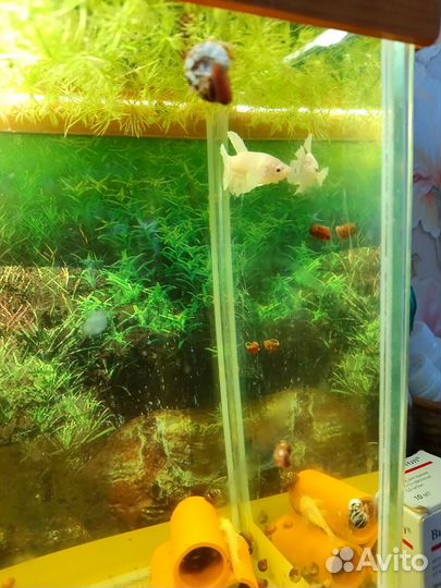 Рыба петушок самка