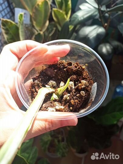 Монстера вариегатная Альба