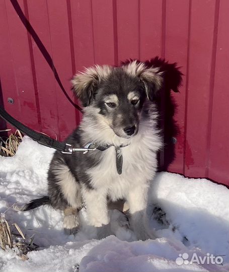 Малышка щенок в добрые руки