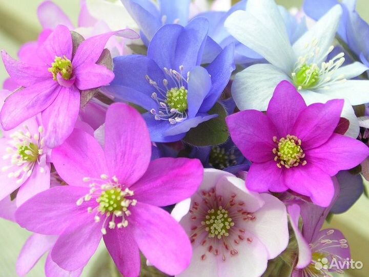 Редкие многолетники для сада