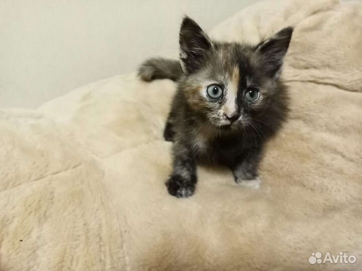 Невская маскарадная