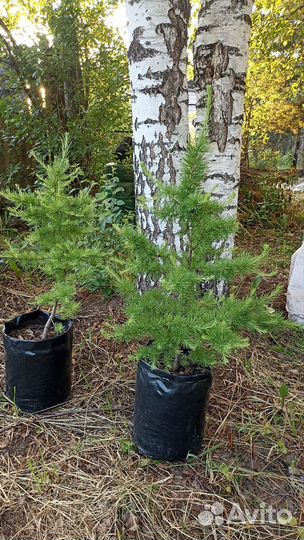 Лиственница