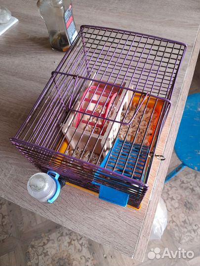 Джунгарский хомяк с клеткой