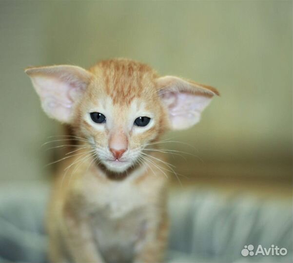 Ориентальная