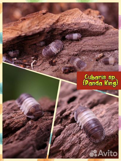 Мокрицы для террариума