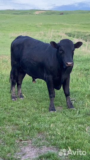 Быки на племя абердин