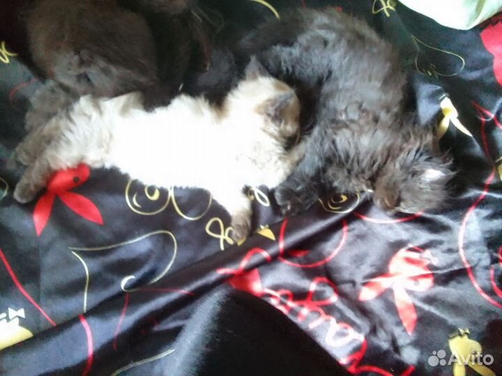 Котята мейнкуна (метисы)