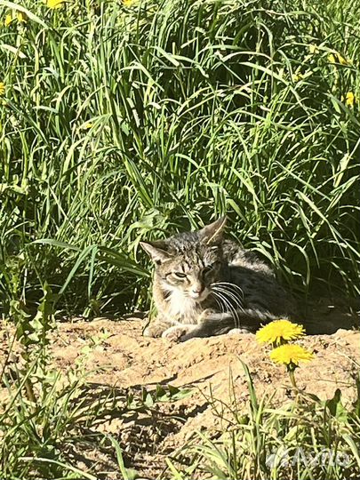 Котики маленькие бесплатно