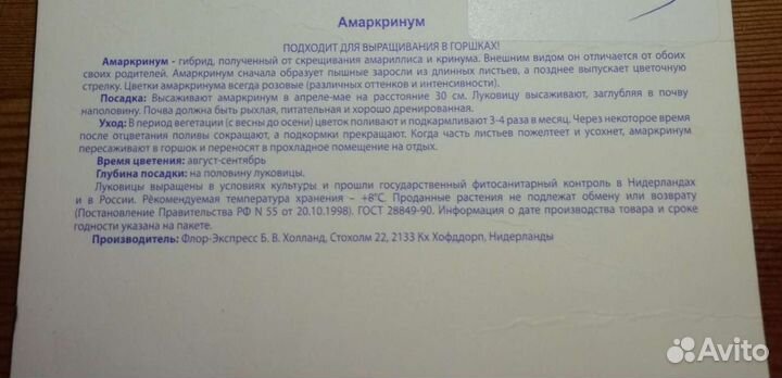 Амаркринум