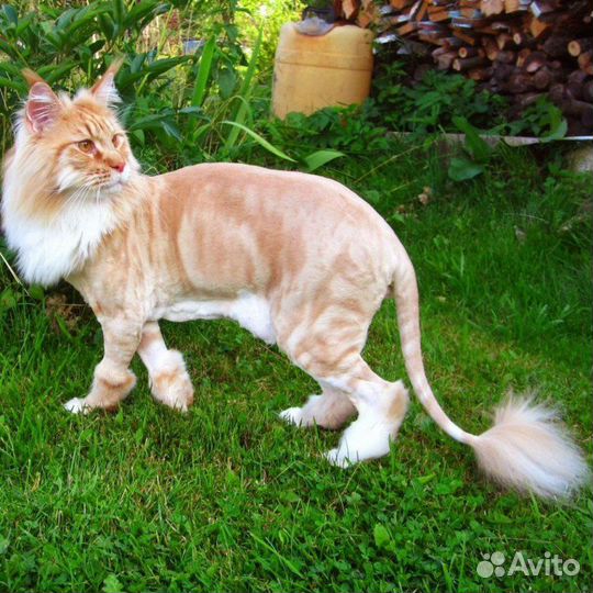 Груминг кошек