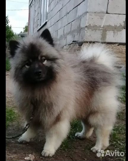 Кеесхонд-вольфшпиц