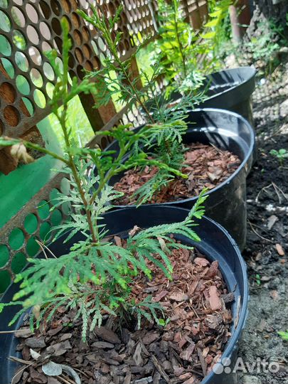 Туя брабант саженцы 25-30 см