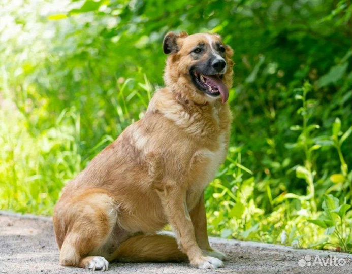 Идеальная собака Герда ищет дом