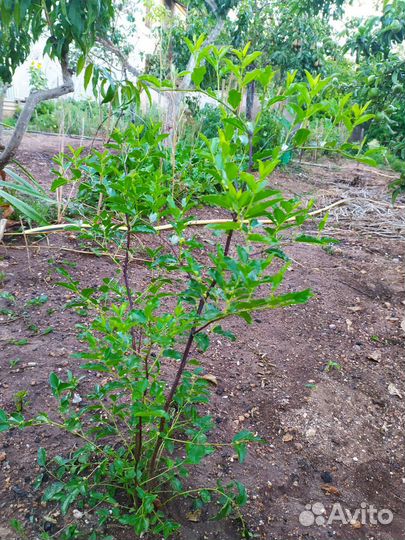 Саженцы зизифуса