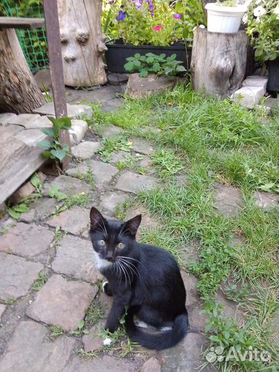 Котята-девочки