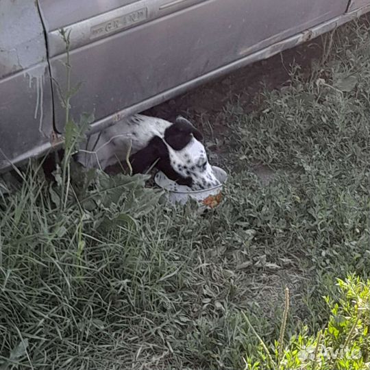 Щенки бесплатно