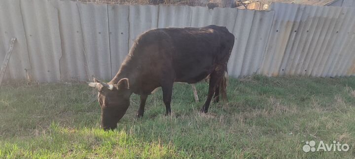 Коровы дойные