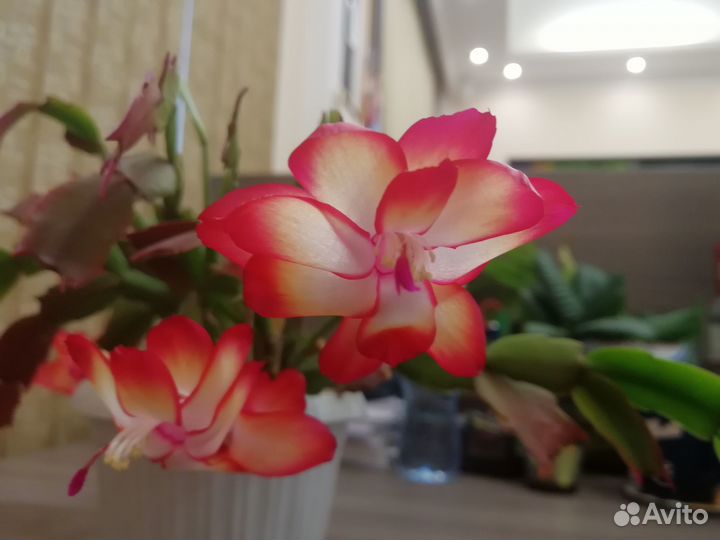 Декабристы (шлюмбергеры)